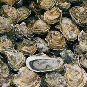 several oysters