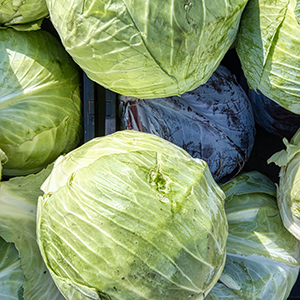 Several cabbages