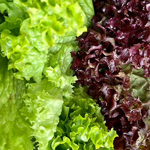 a variety of lettuce leaves